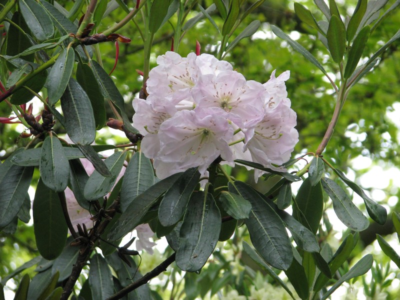 Rhododendron serotinum