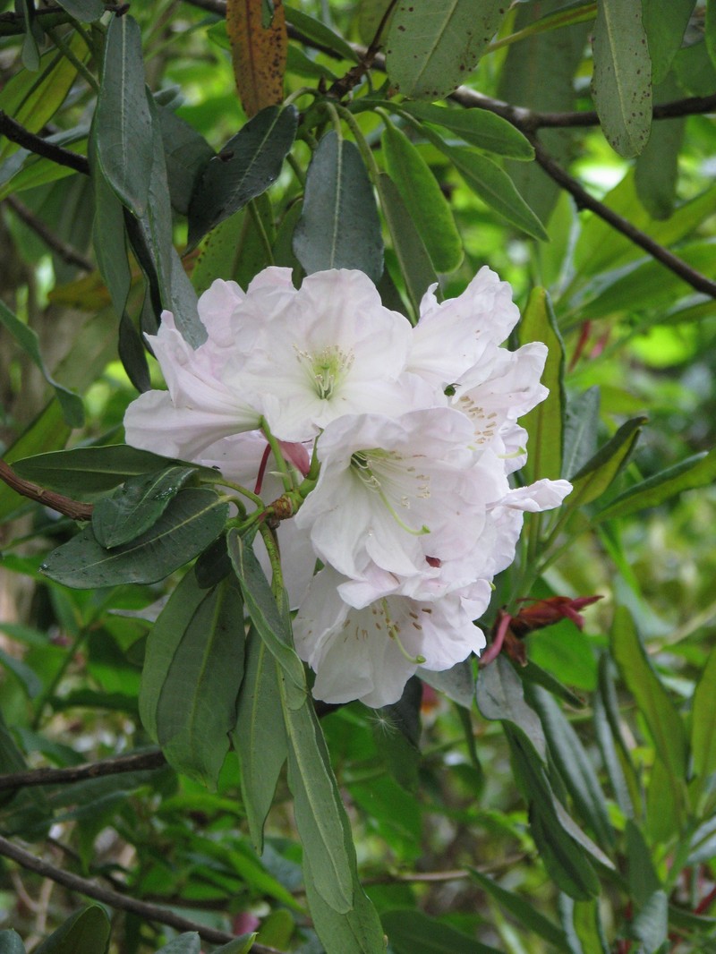 Rhododendron serotinum photo 3