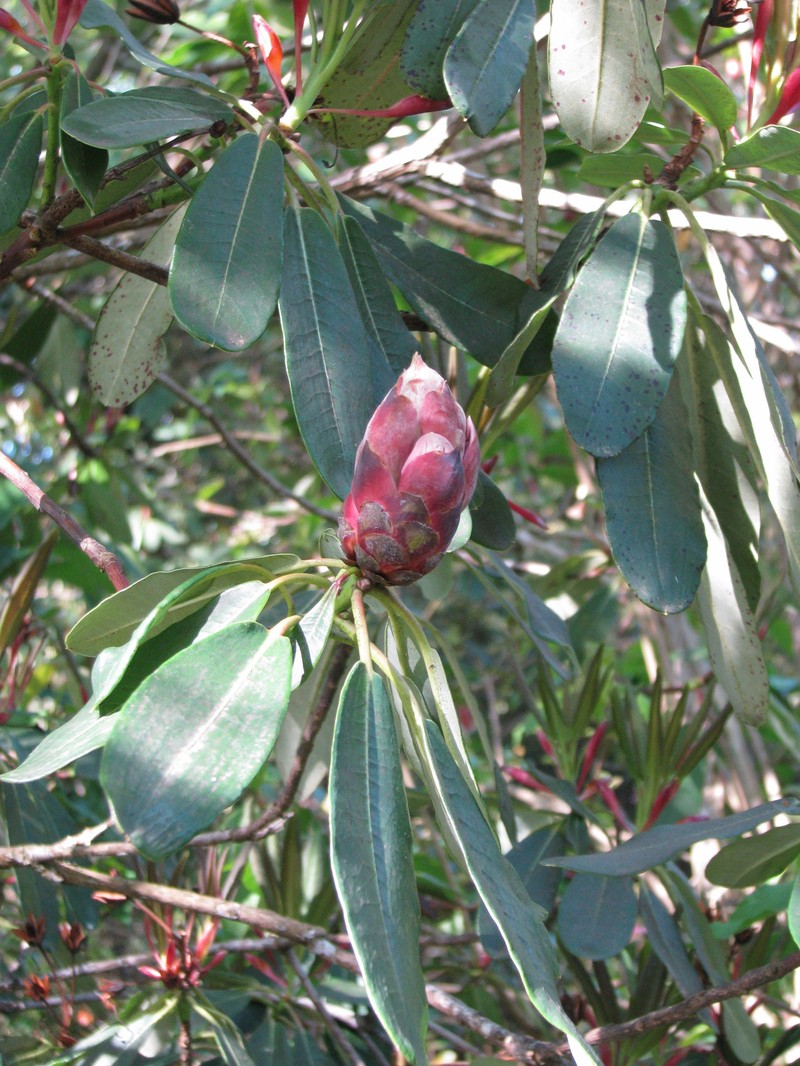Rhododendron serotinum photo 4