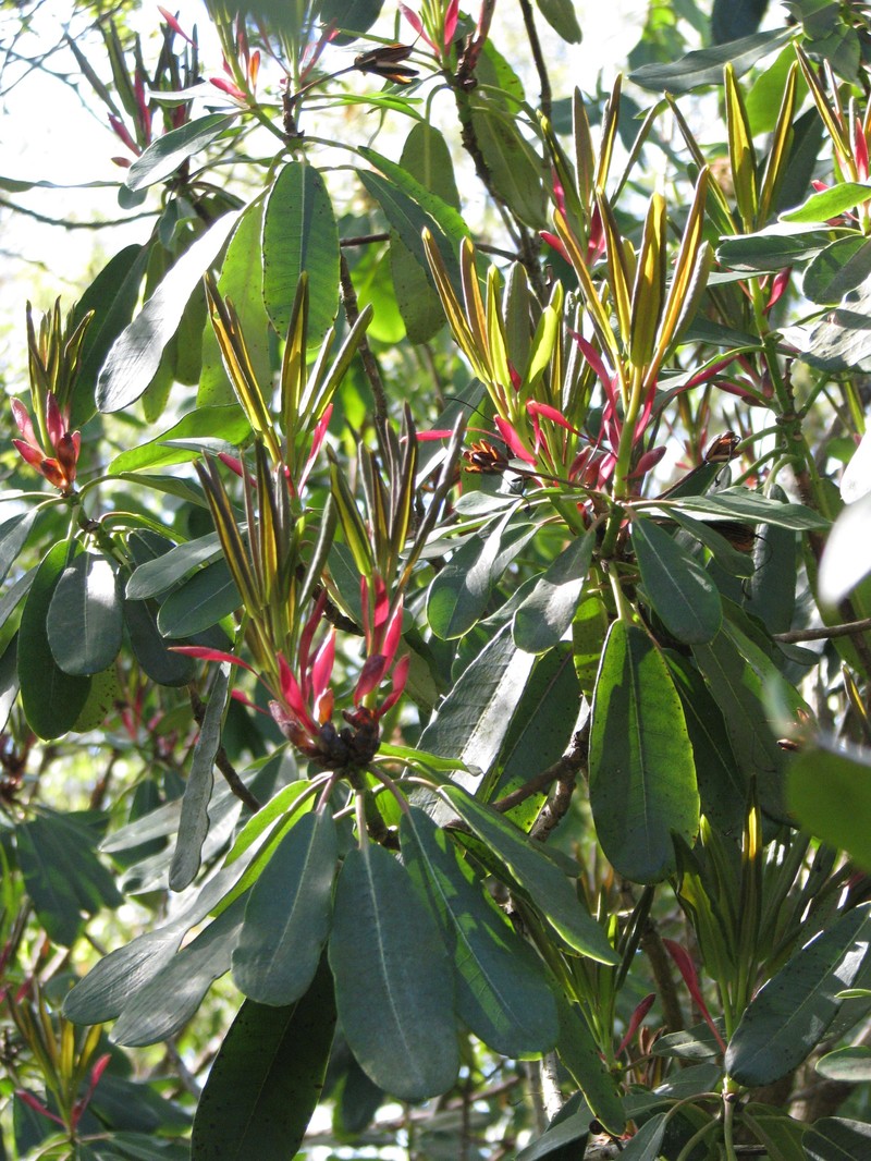 Rhododendron serotinum photo 5