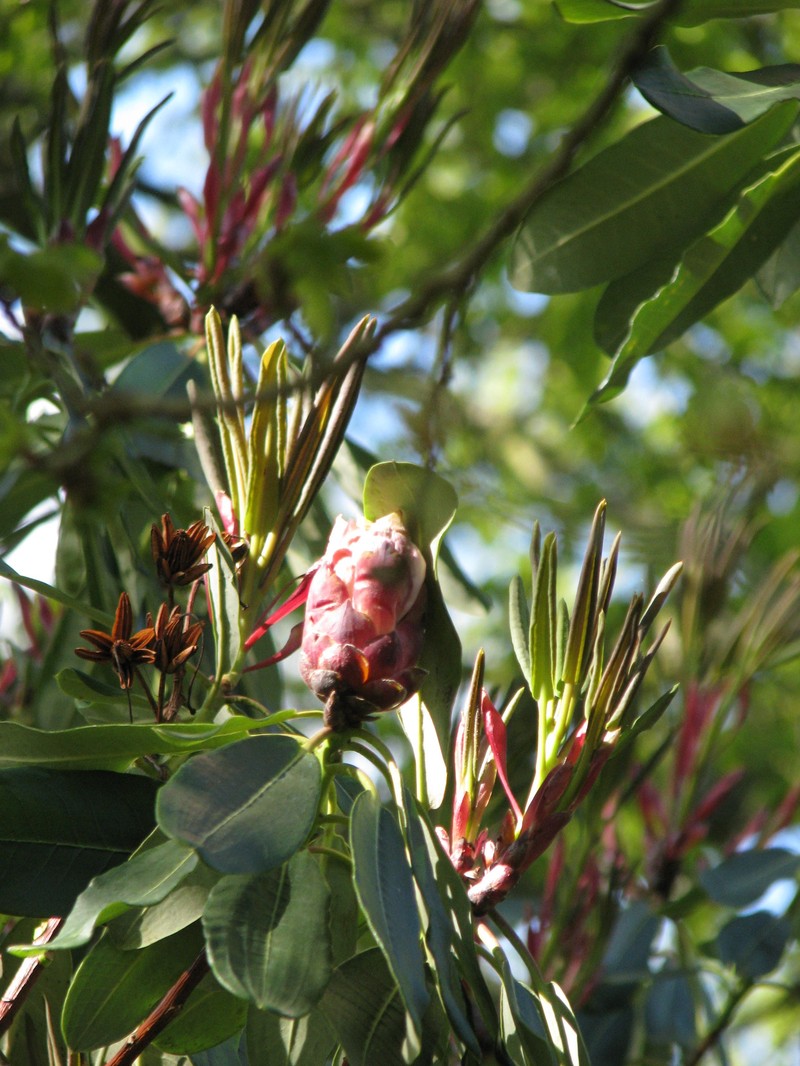 Rhododendron serotinum photo 6