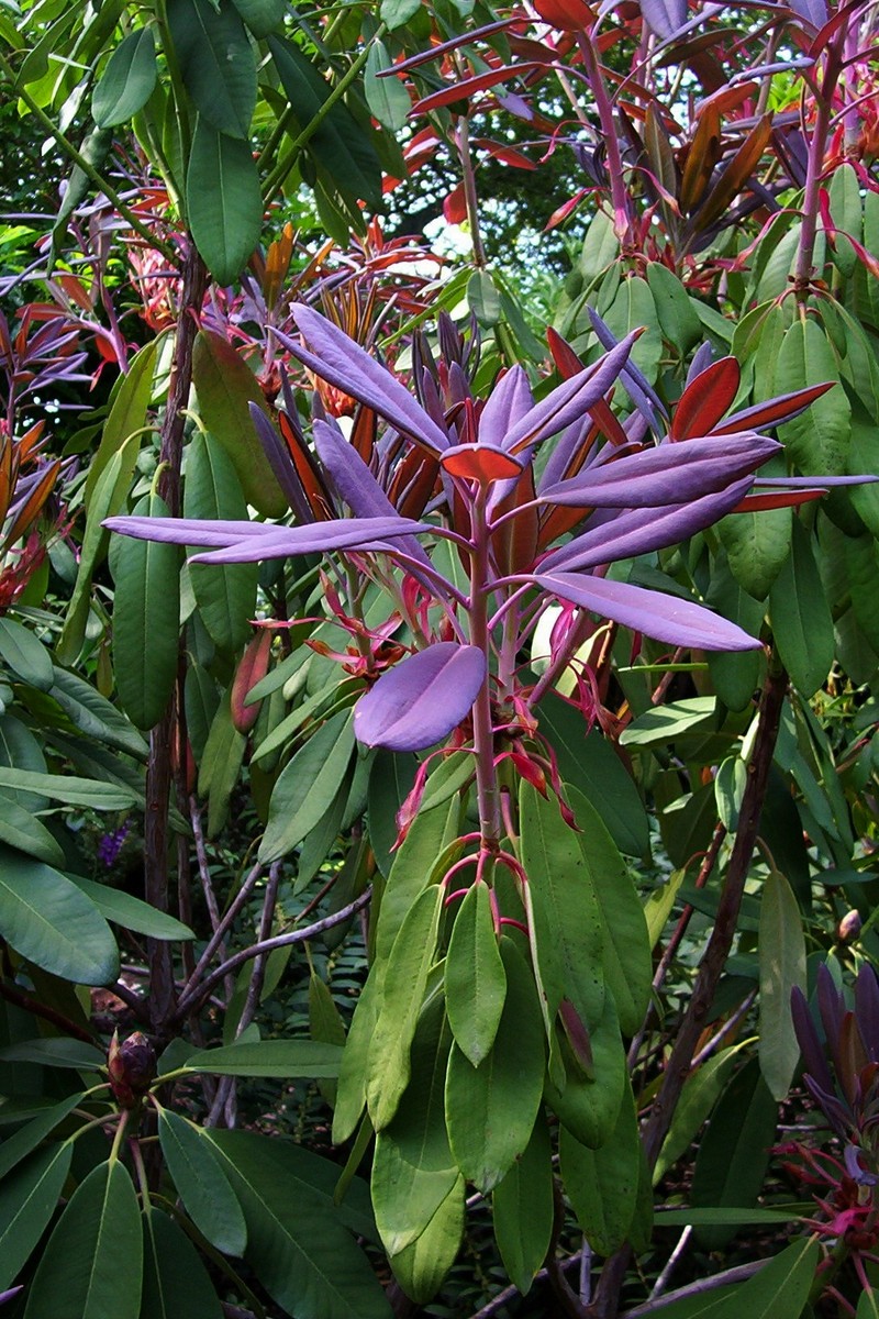 Rhododendron serotinum photo 7