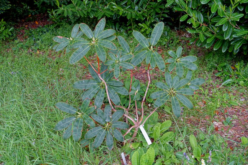Rhododendron serotinum photo 8