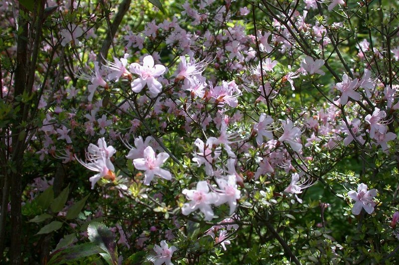 Rhododendron serpyllifolium