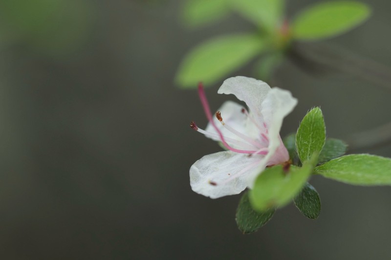 Rhododendron serpyllifolium photo 2