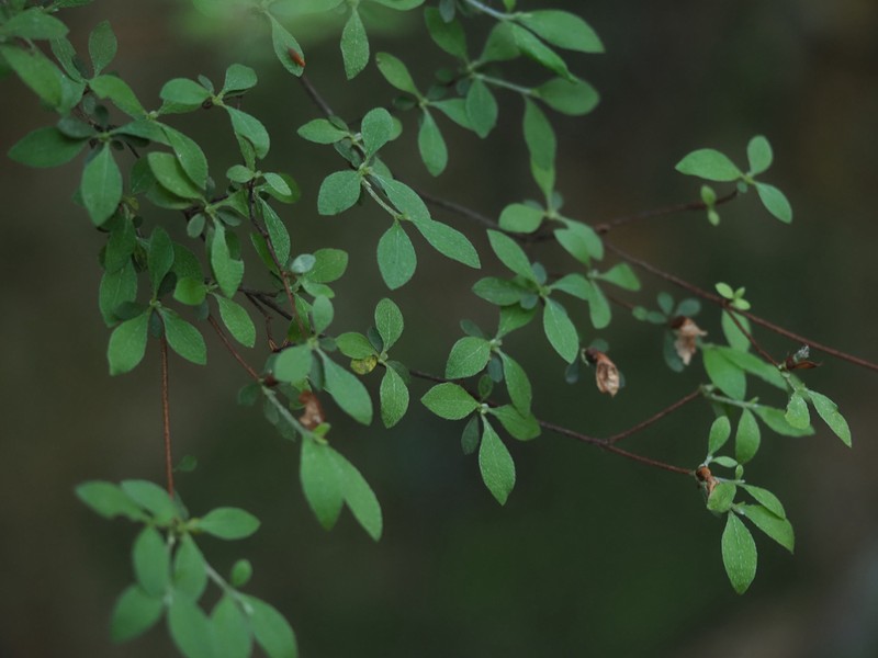 Rhododendron serpyllifolium photo 3