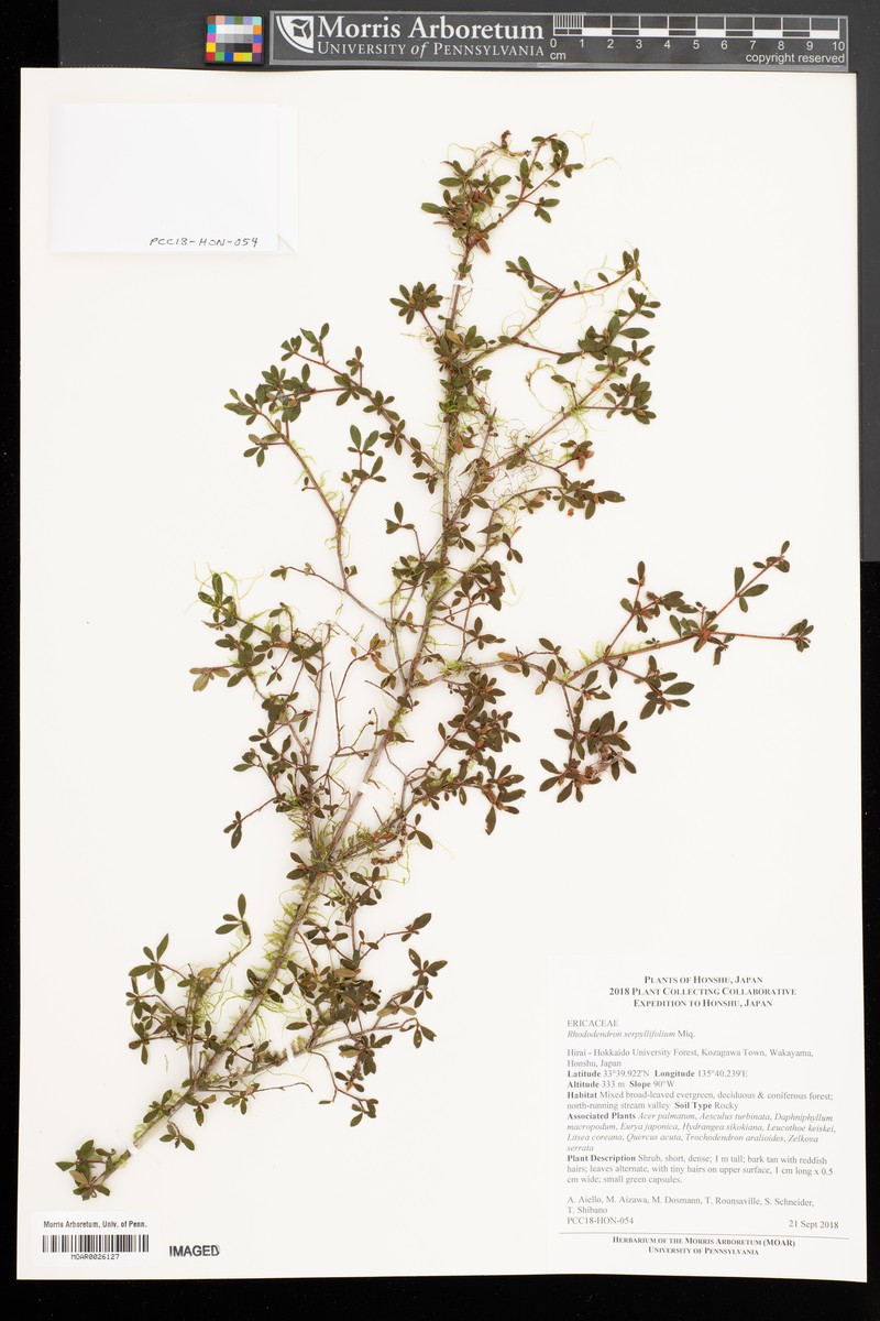 Rhododendron serpyllifolium photo 4