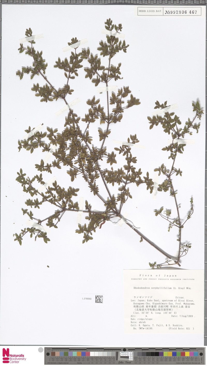 Rhododendron serpyllifolium photo 5