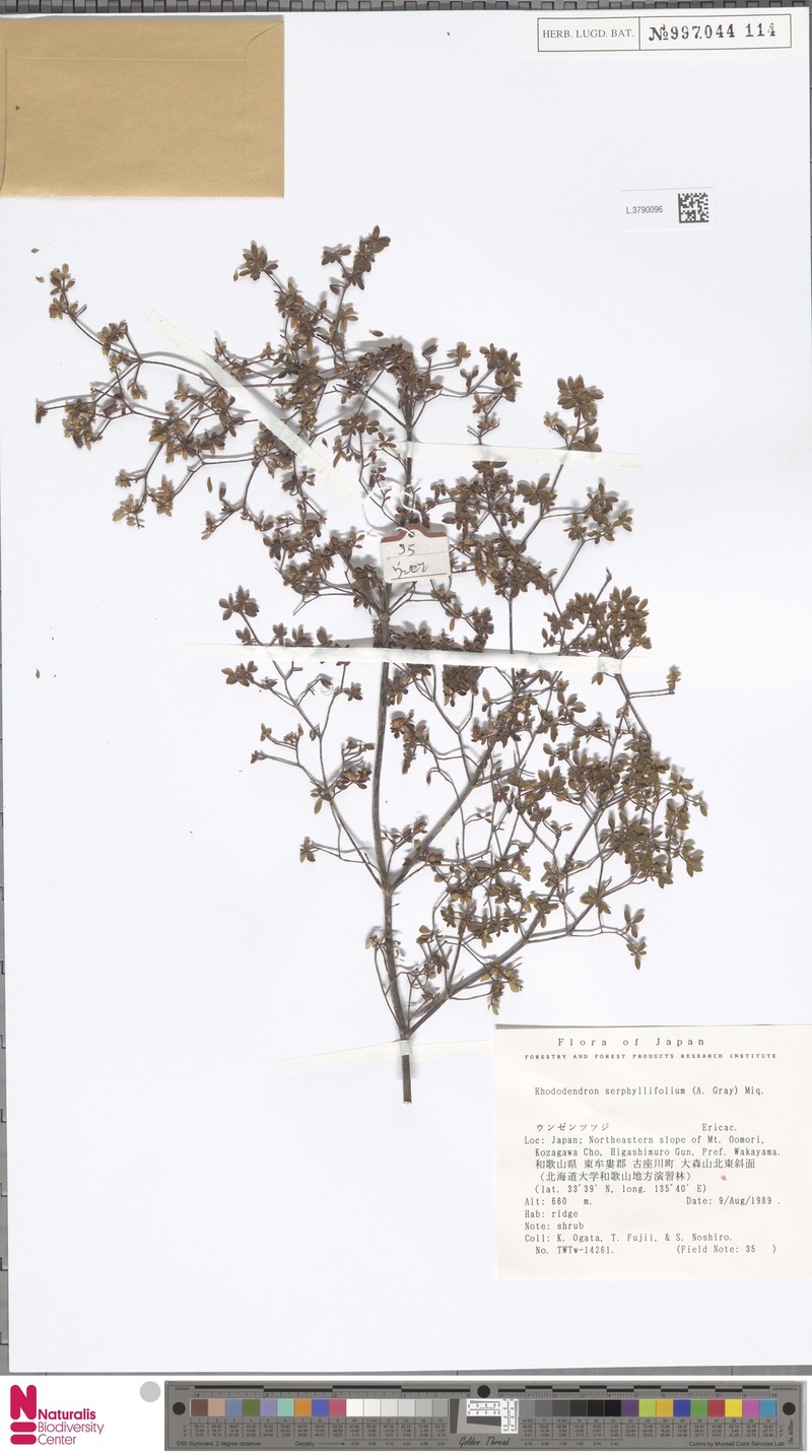Rhododendron serpyllifolium photo 6