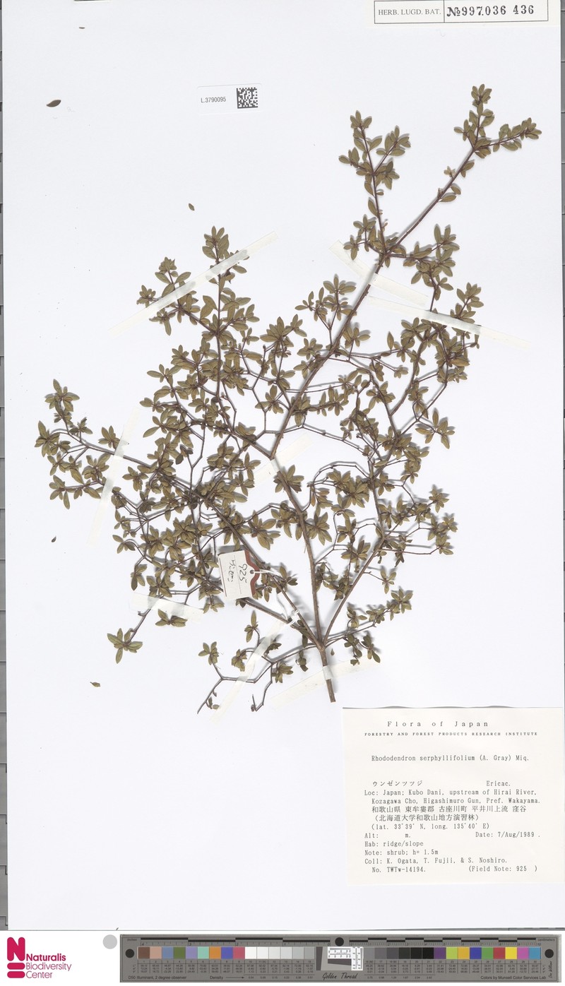 Rhododendron serpyllifolium photo 7