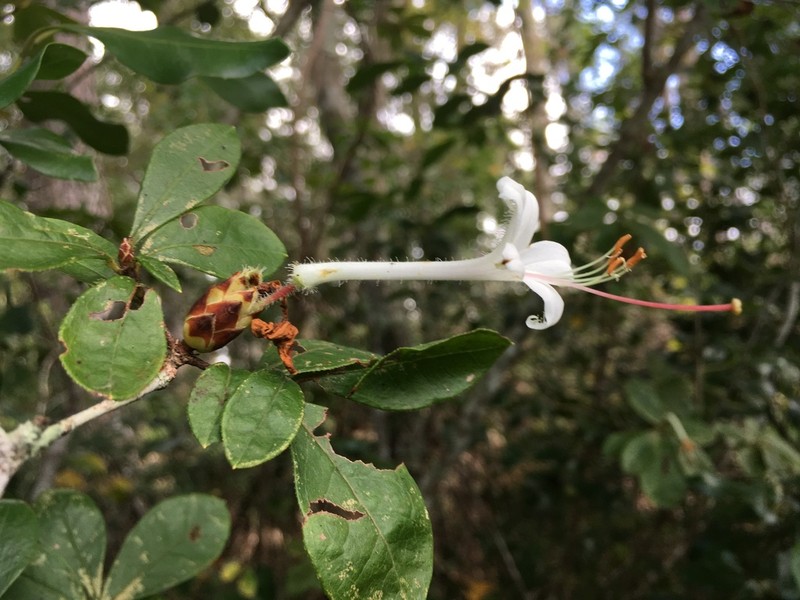Rhododendron serrulatum photo 2
