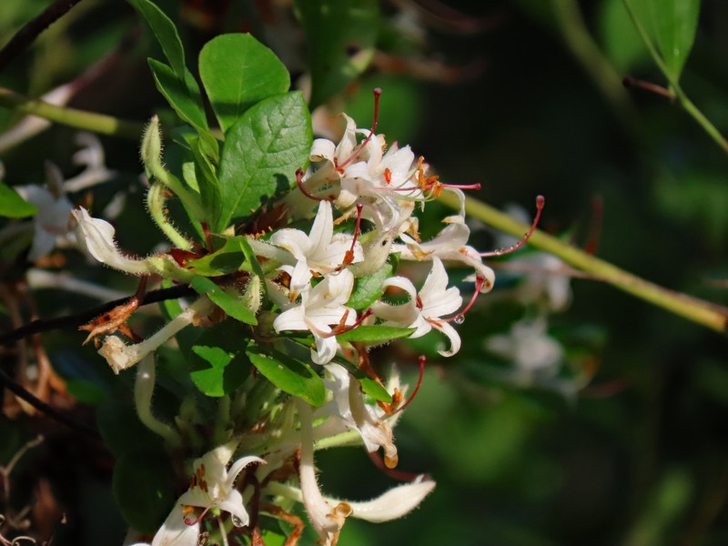Rhododendron serrulatum photo 3