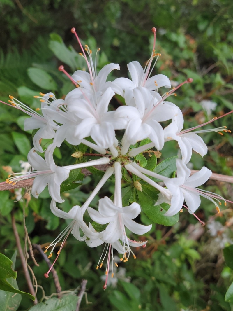Rhododendron serrulatum photo 4