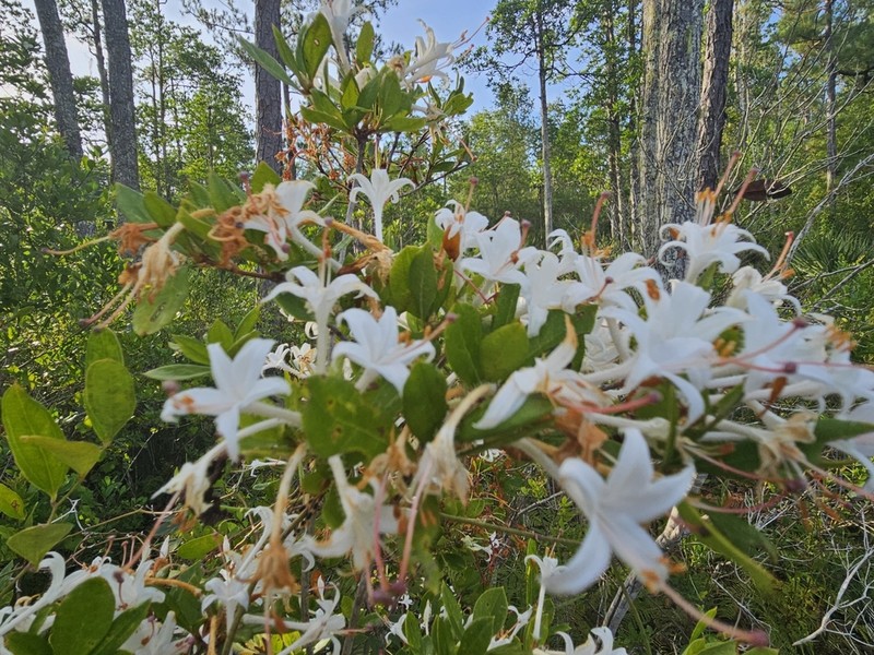 Rhododendron serrulatum photo 5