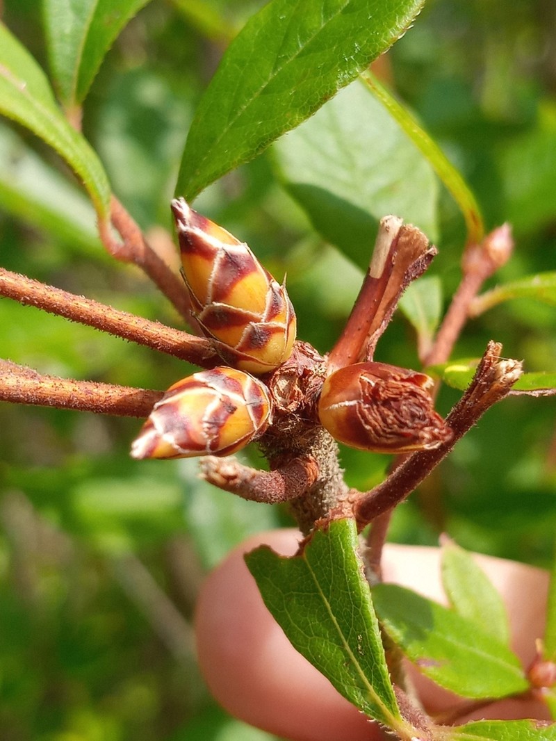 Rhododendron serrulatum photo 6
