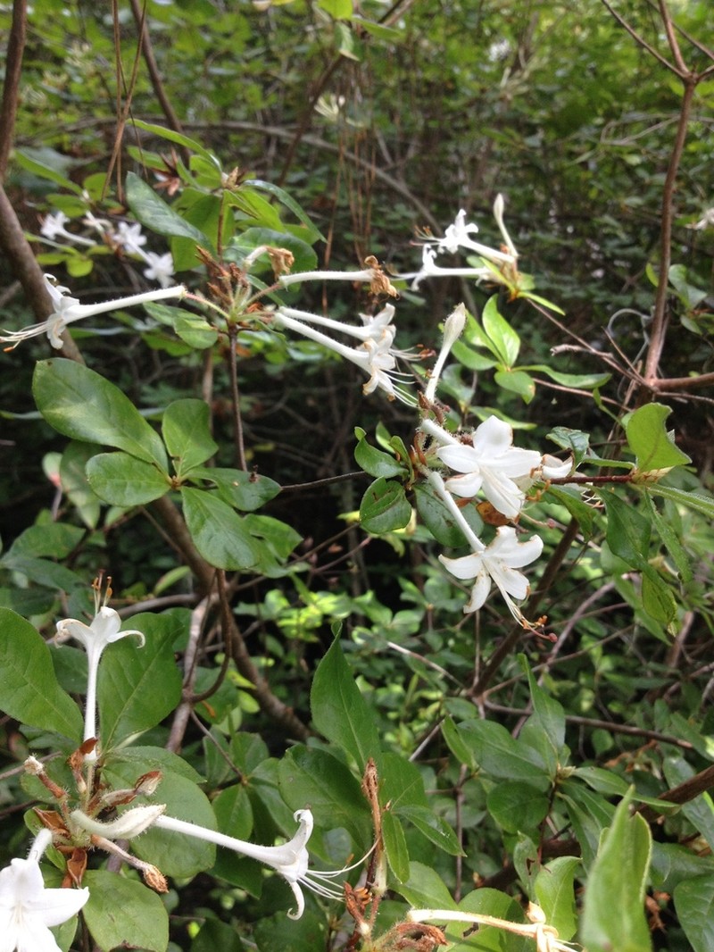 Rhododendron serrulatum photo 7