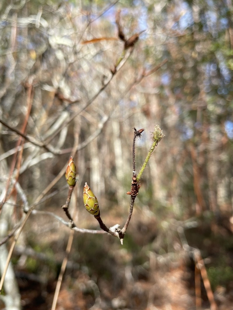 Rhododendron serrulatum photo 8