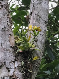 Rhododendron sessilifolium