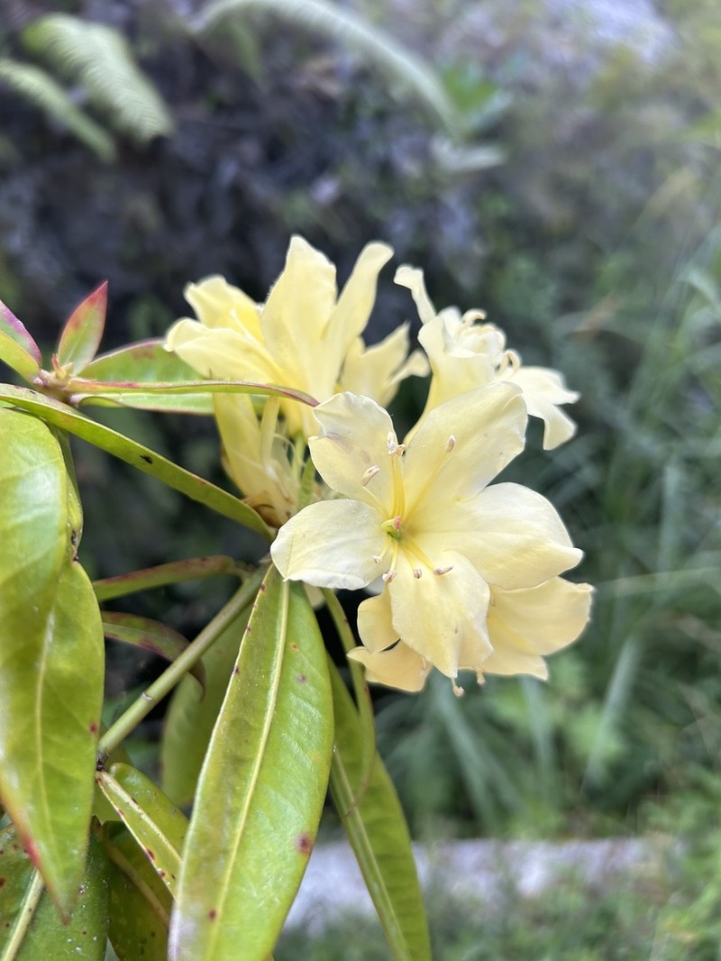 Rhododendron sessilifolium photo 2