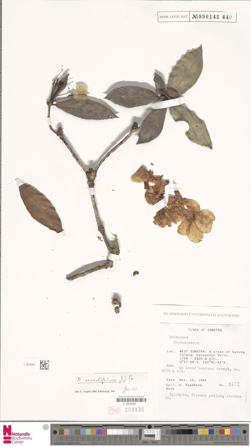 Rhododendron sessilifolium photo 4