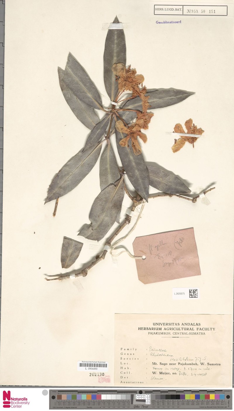 Rhododendron sessilifolium photo 5