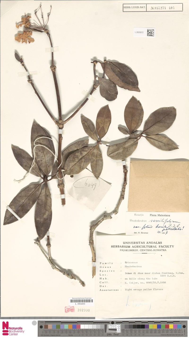 Rhododendron sessilifolium photo 6