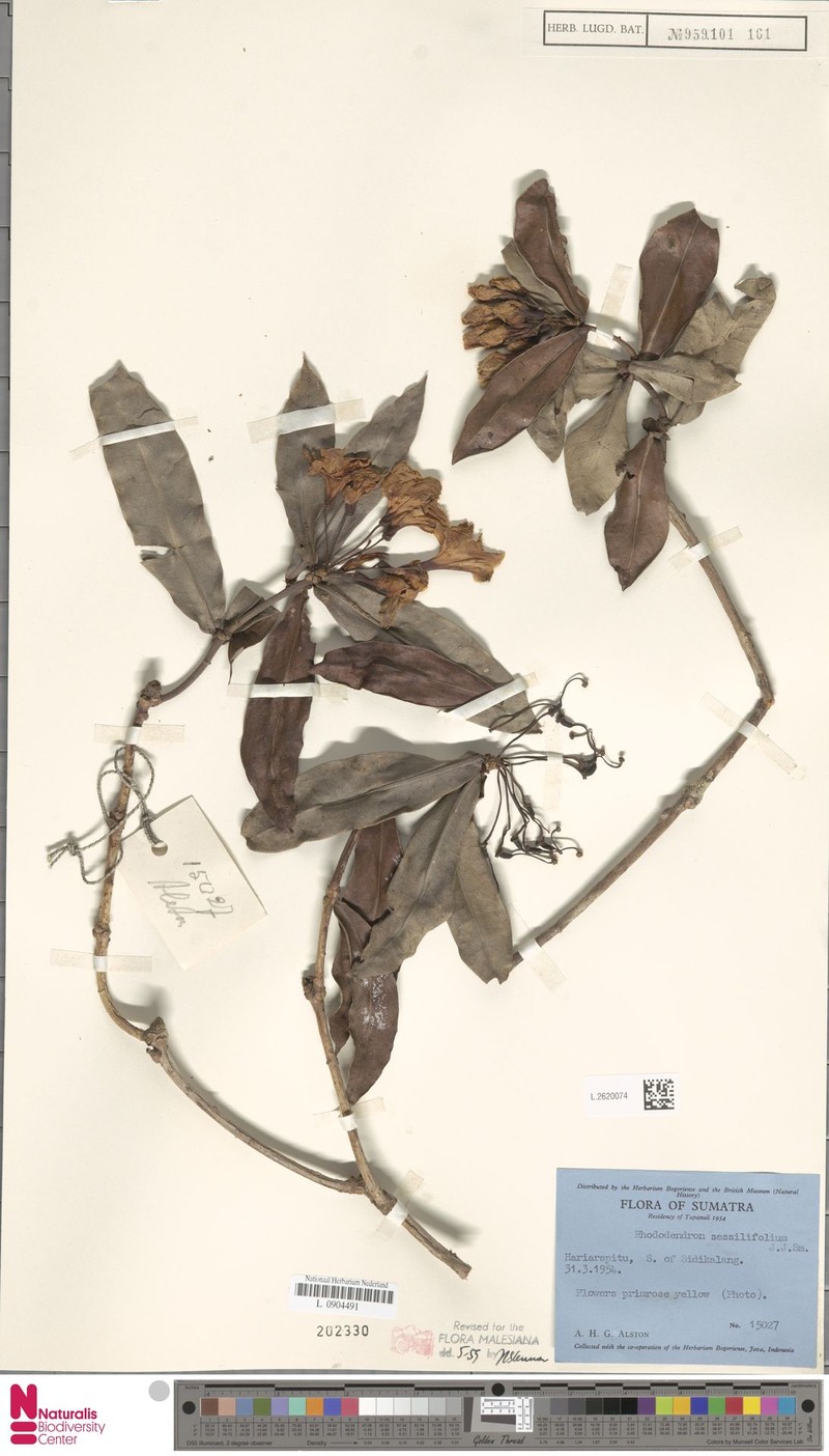 Rhododendron sessilifolium photo 7