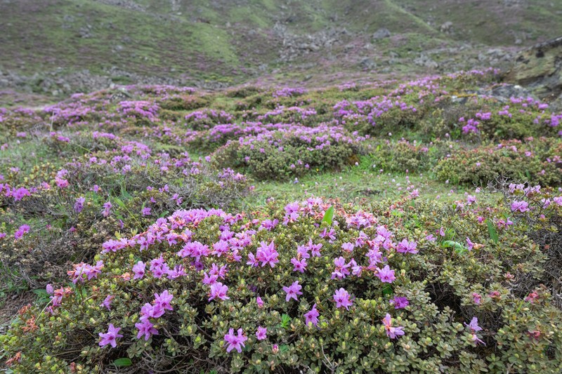 Rhododendron setosum photo 2