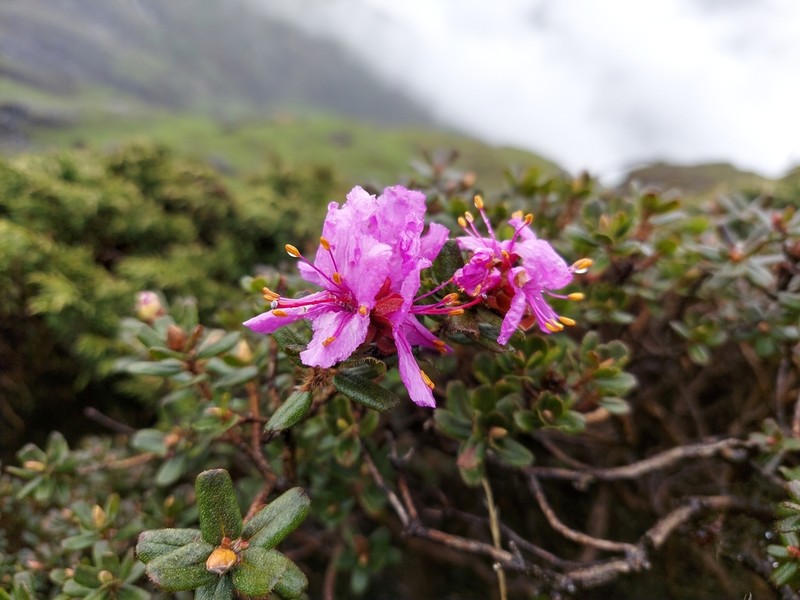 Rhododendron setosum photo 3