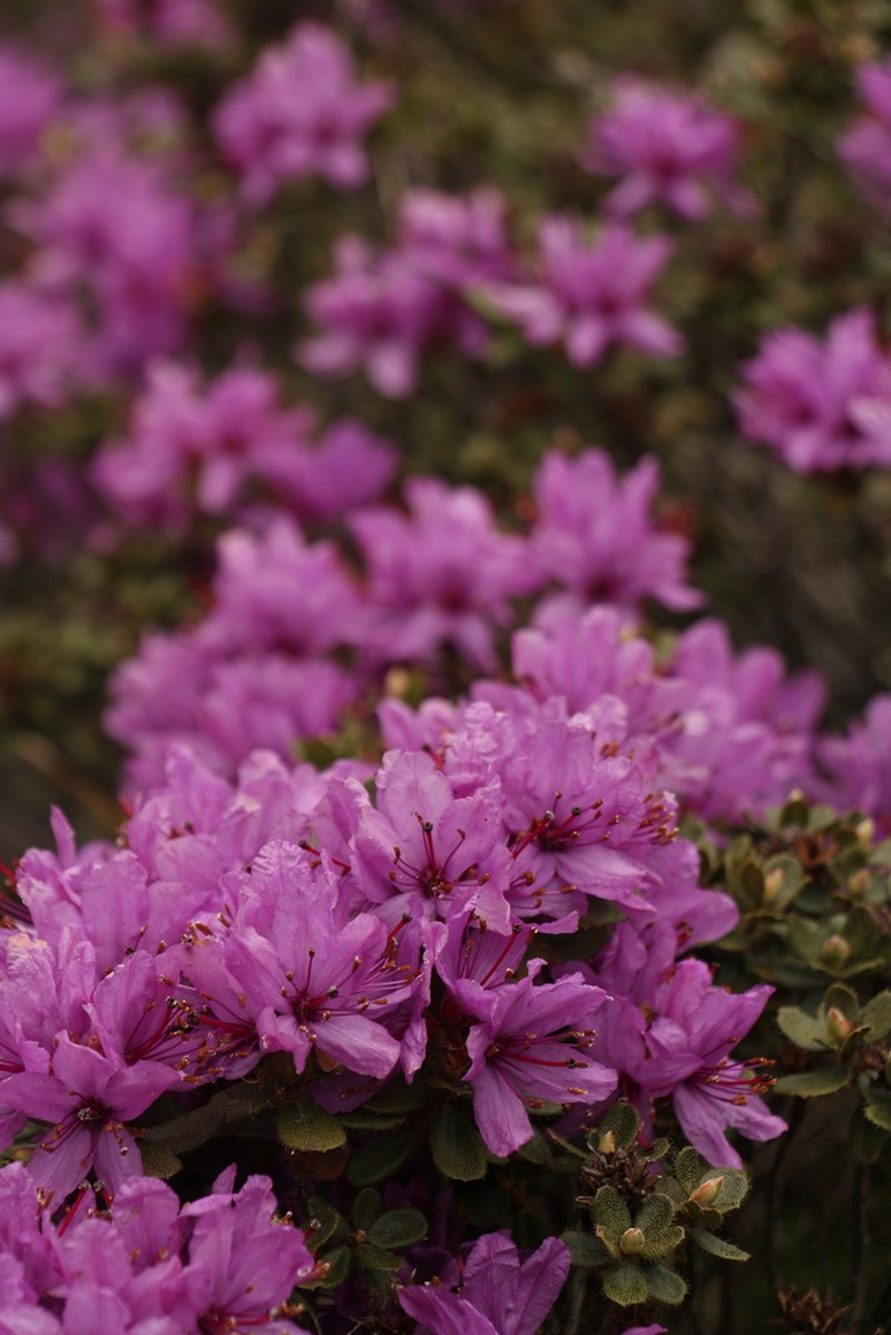 Rhododendron setosum photo 4