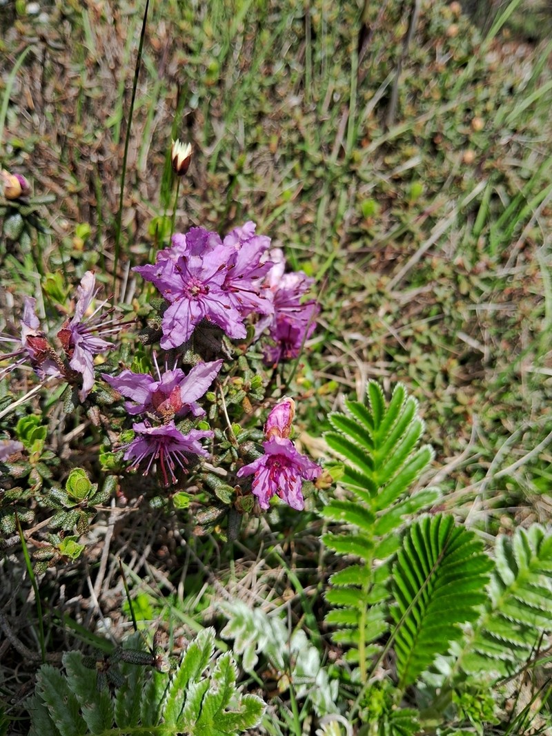 Rhododendron setosum photo 5