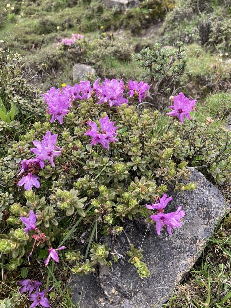 Rhododendron setosum photo 7