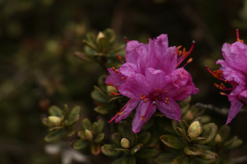 Rhododendron setosum photo 8