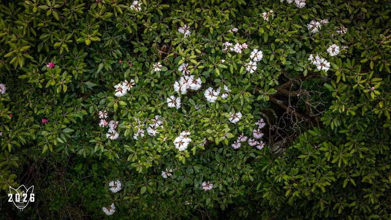Rhododendron shanii photo 2
