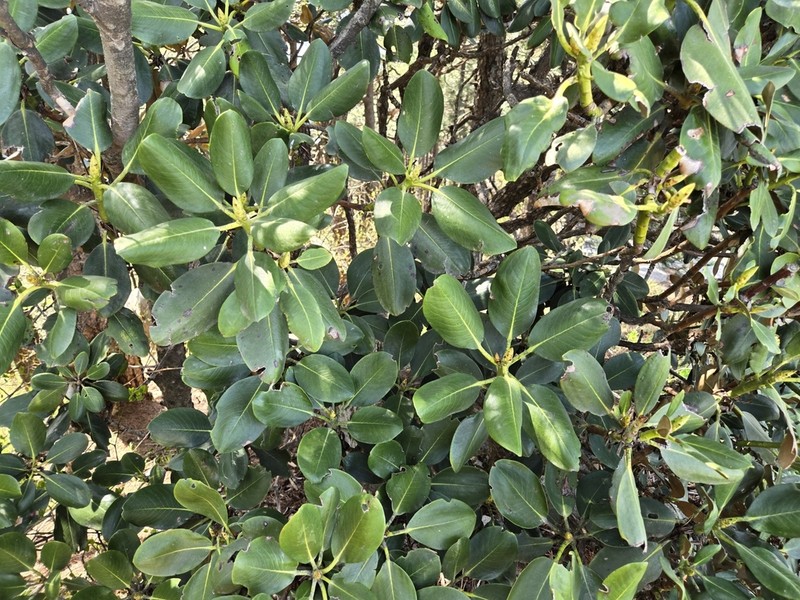Rhododendron shanii photo 6
