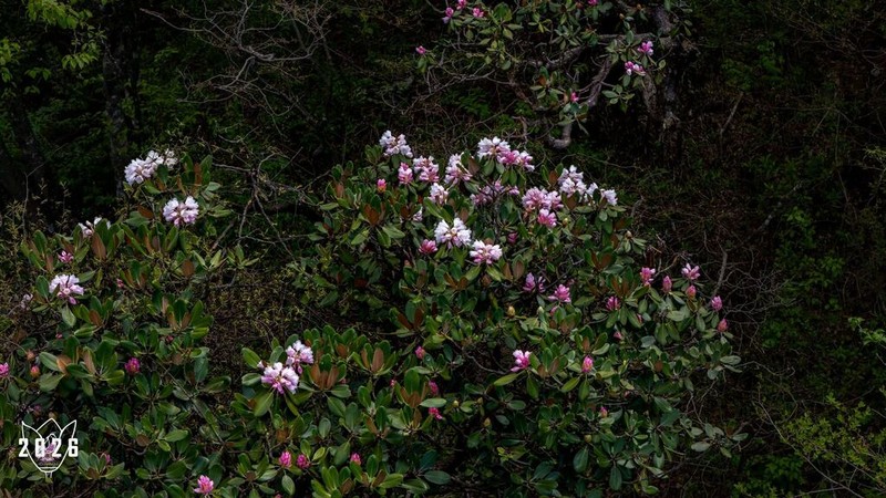 Rhododendron shanii photo 7
