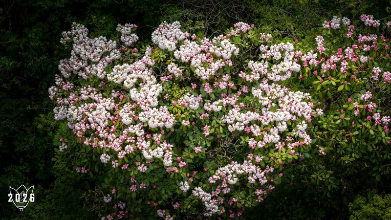 Rhododendron shanii photo 8
