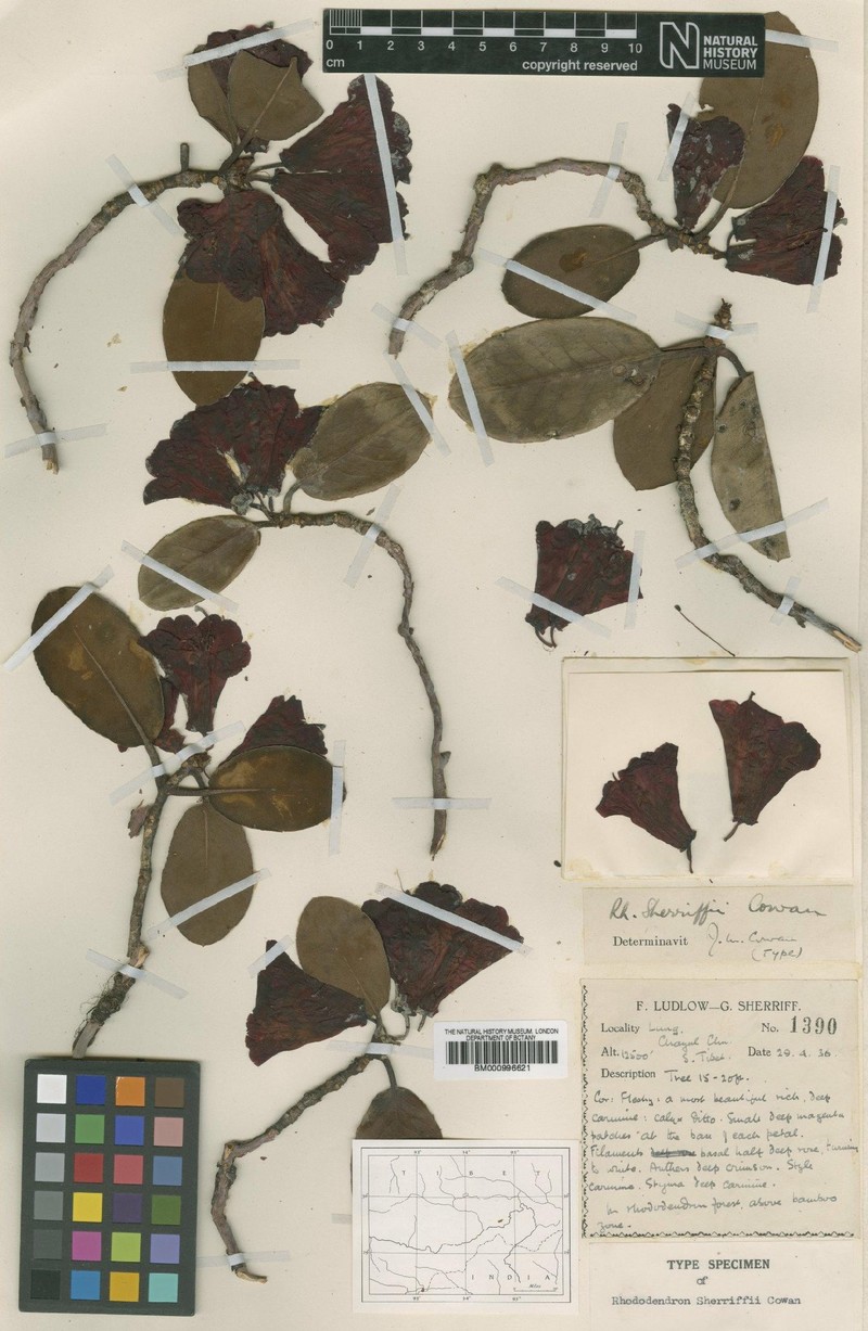Rhododendron sherriffii