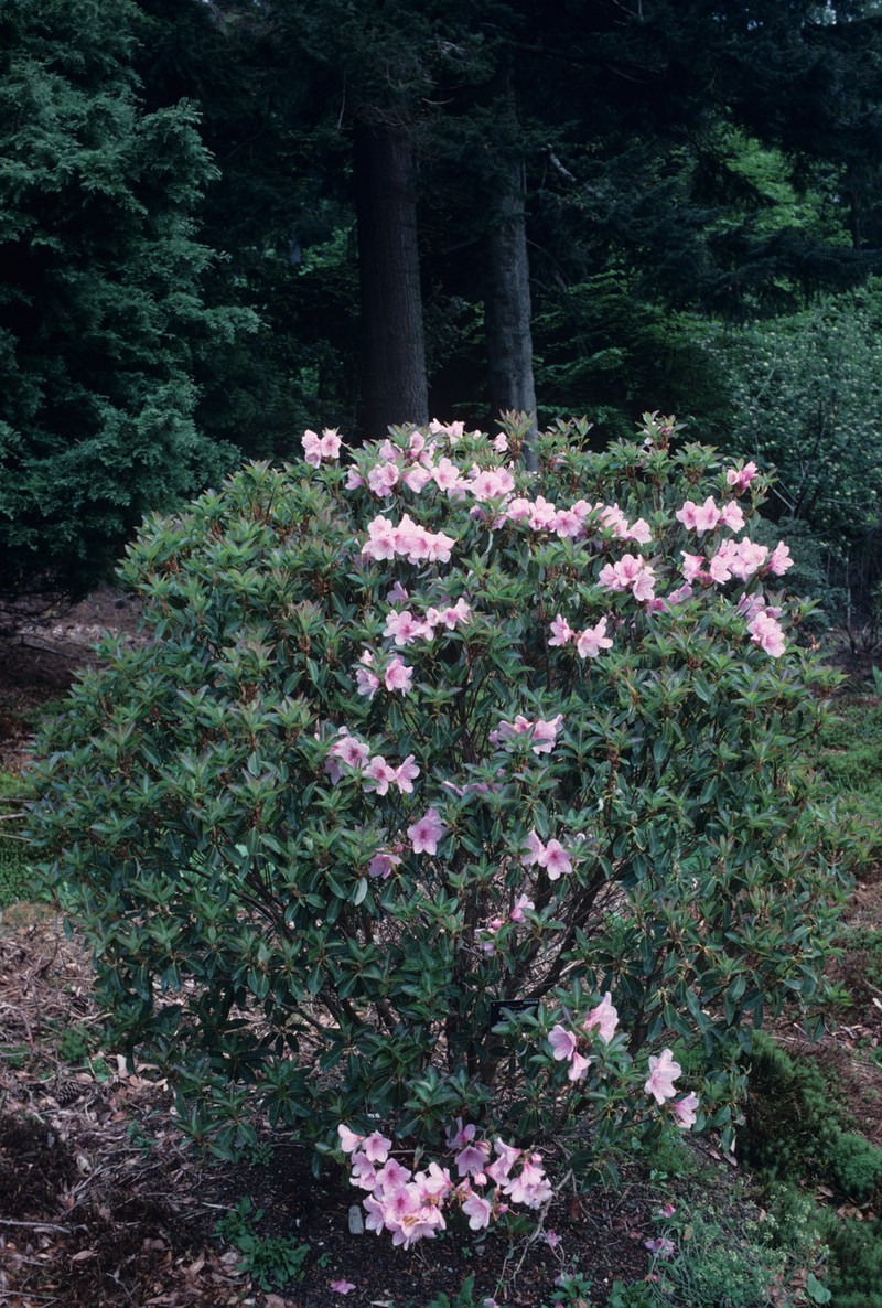 Rhododendron shweliense