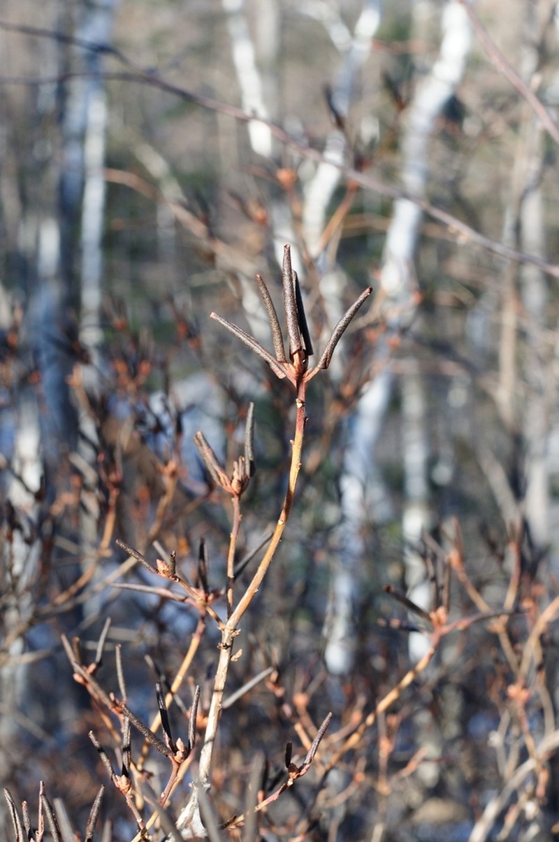 Rhododendron sichotense
