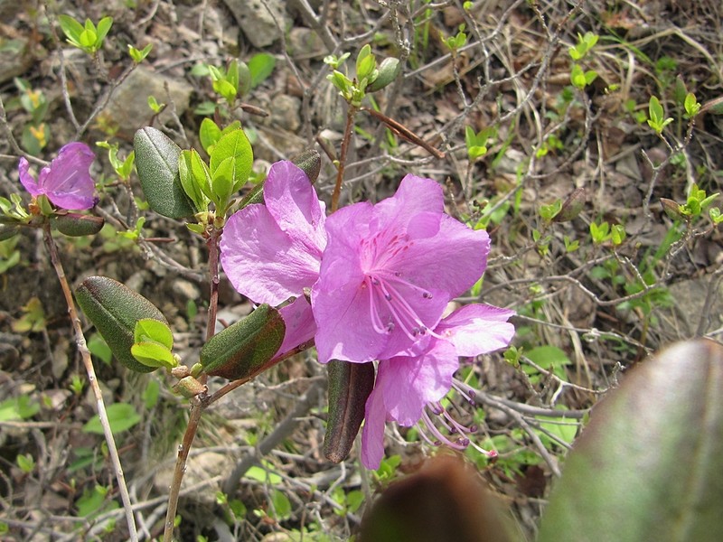 Rhododendron sichotense photo 2