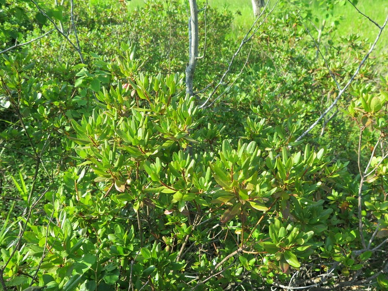 Rhododendron sichotense photo 3