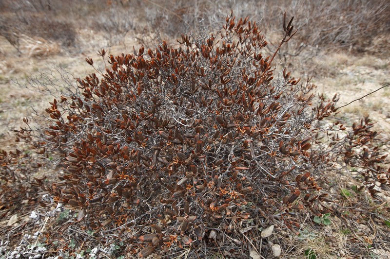 Rhododendron sichotense photo 4