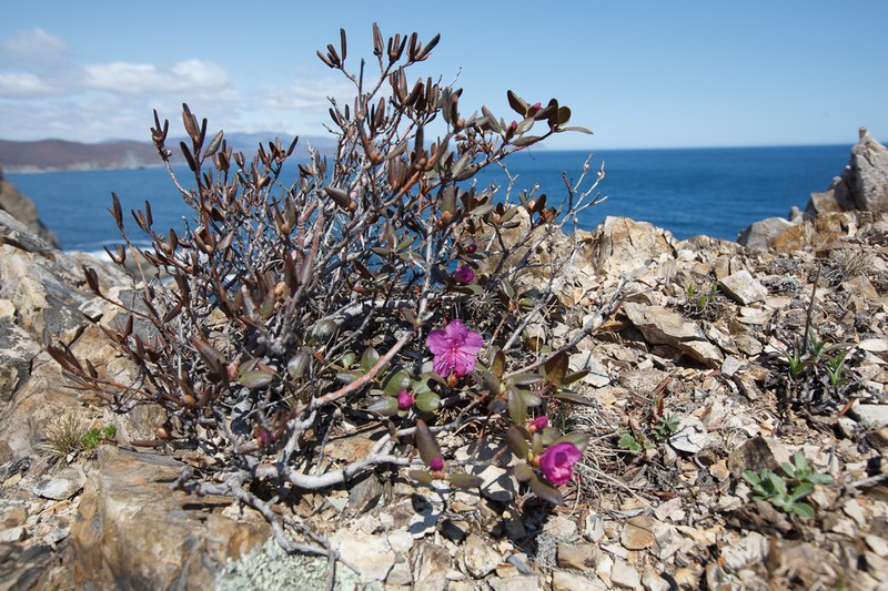 Rhododendron sichotense photo 5