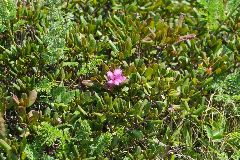 Rhododendron sichotense photo 6