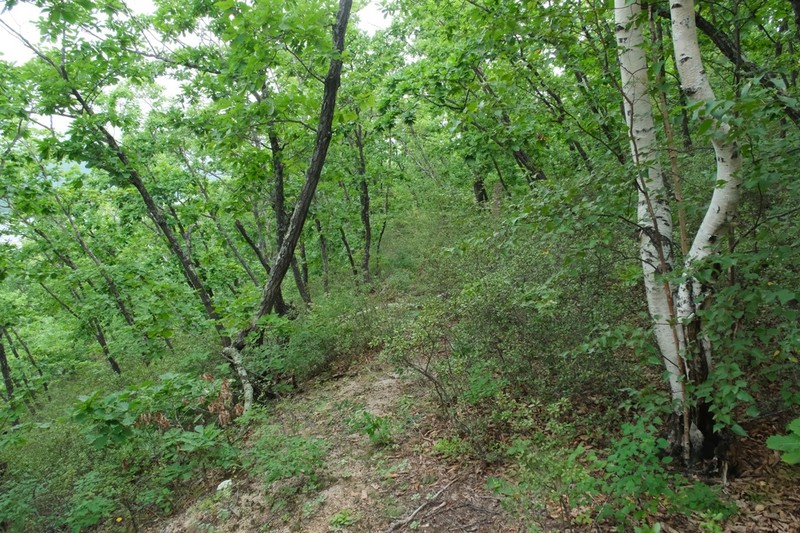 Rhododendron sichotense photo 7