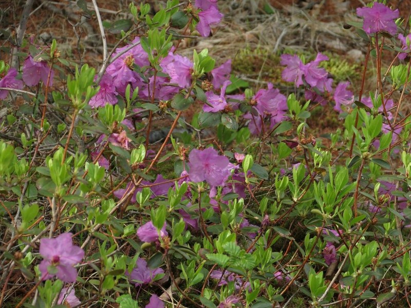 Rhododendron sichotense photo 8