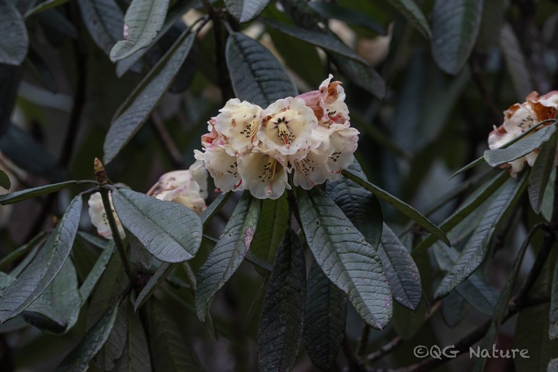 Rhododendron sidereum