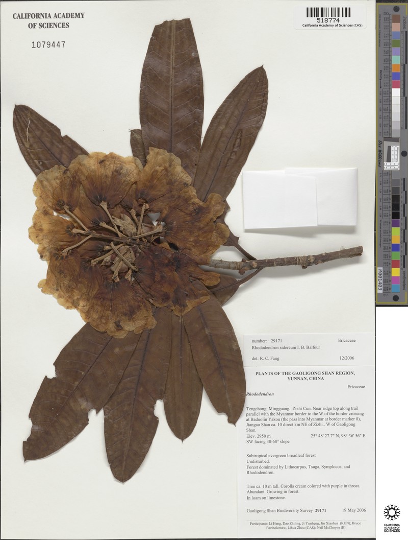 Rhododendron sidereum photo 2