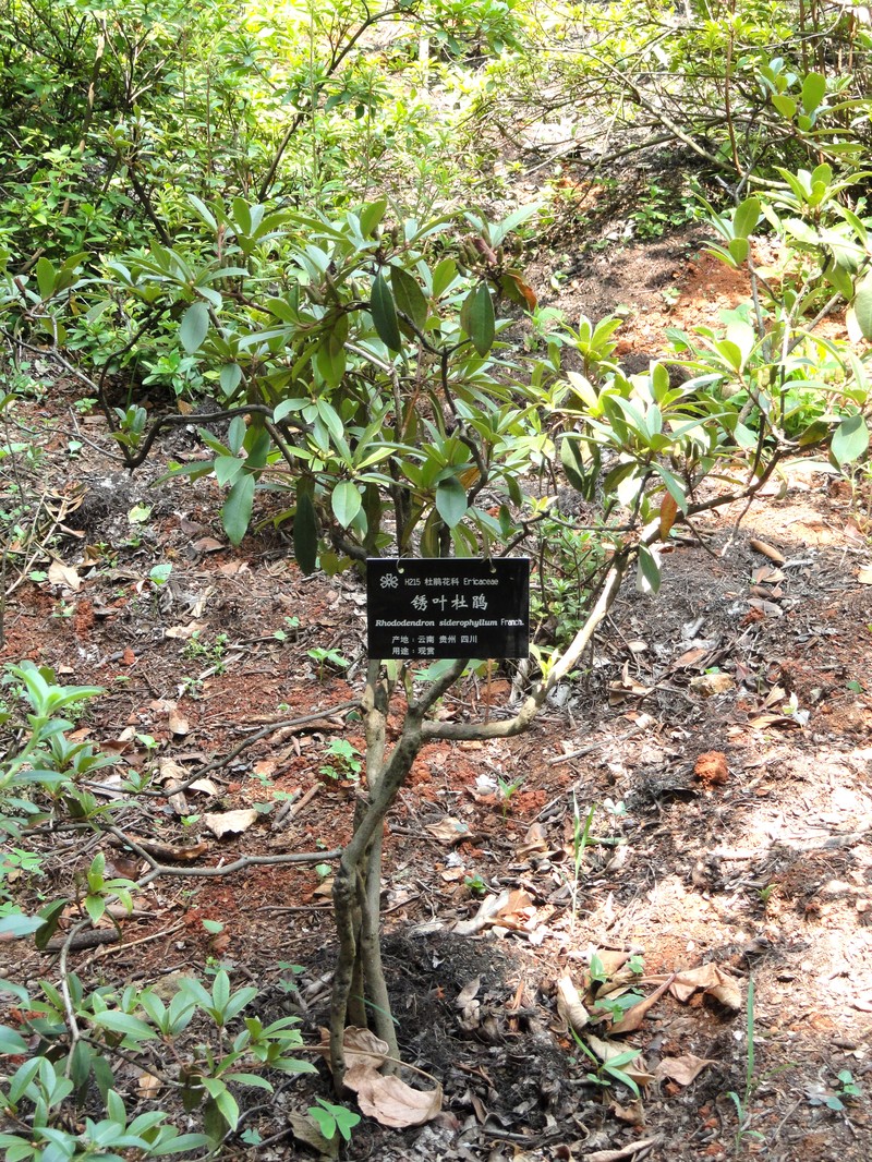 Rhododendron siderophyllum
